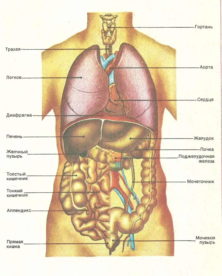 Анатомия человека 1. Анатомия внутренних органов брюшной полости женщины. Схема расположения внутренних органов брюшной полости. Схема органов брюшной полости женщины. Схема строения тела человека с внутренними органами.