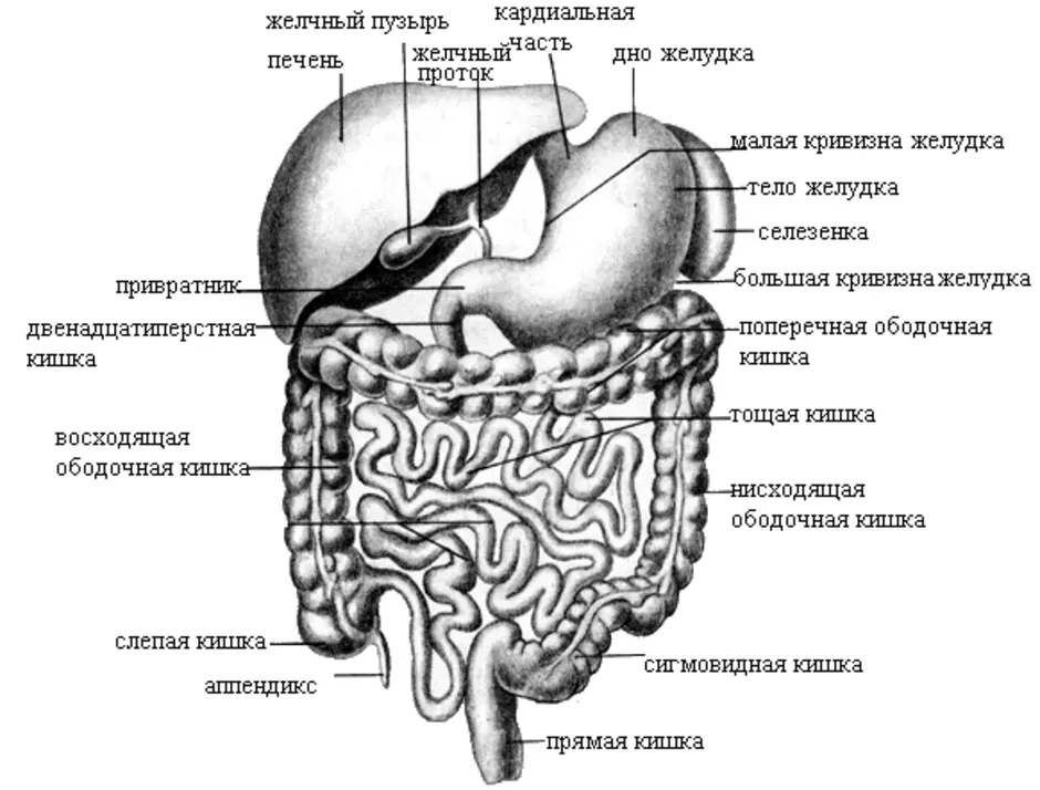 Какие железы расположены в брюшной полости. Схема строения брюшной полости. Анатомия человека строение брюшной полости. Брюшная полость анатомия схема. Брюшная полость строение кишечника анатомия.