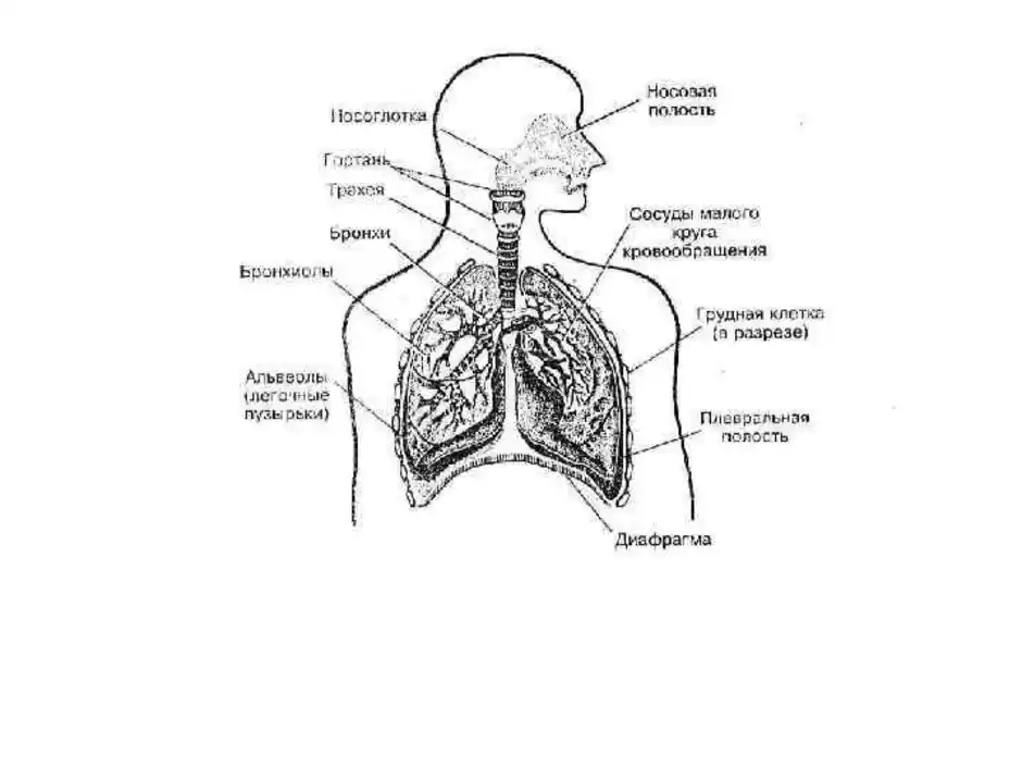 Строение дыхательной системы человека