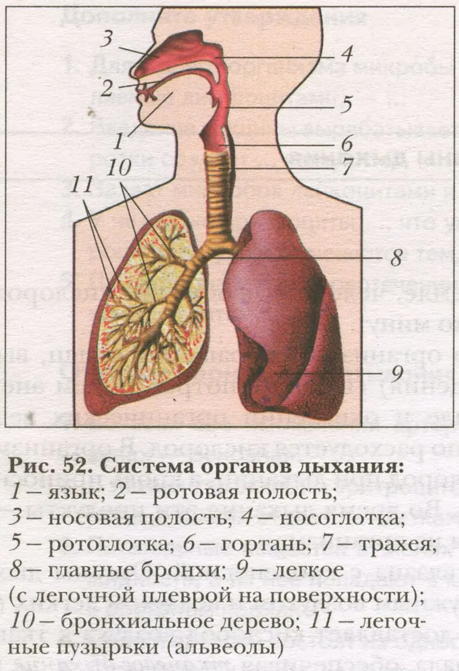 Какие органы обозначены на рисунке цифрами 1 и 3 укажите их функции