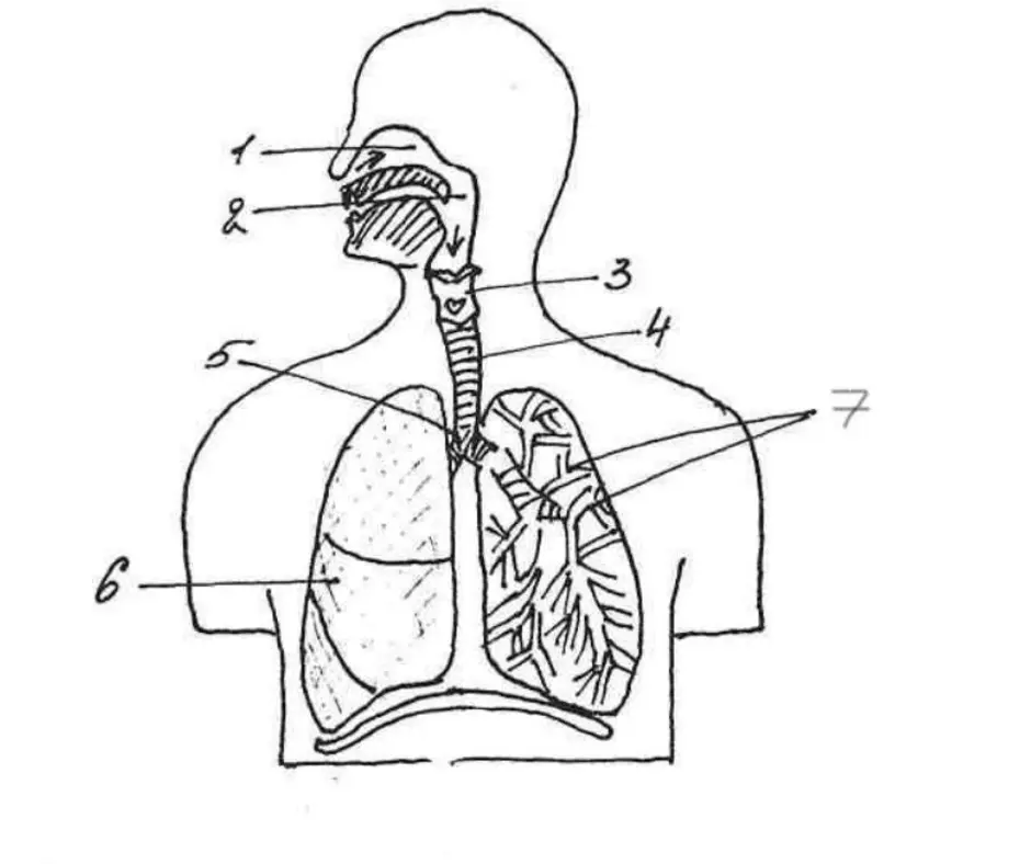 Тыныс алу мүшелері. Дыхательная система человека схема 8 класс. Строение дыхательной системы рисунок. Дых система человека анатомия. Дыхательная система схема 4 класс.