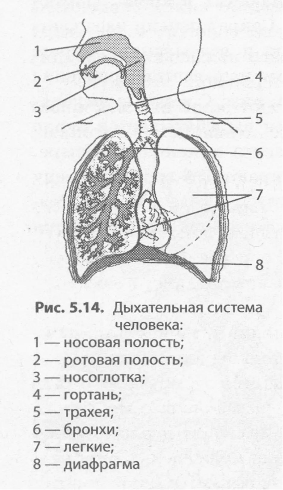 Легкий основные части. Система органов дыхания схема. Строение дыхательной системы человека схема. Схема строения органов дыхания человека. Структуры дыхательной системы рисунок.