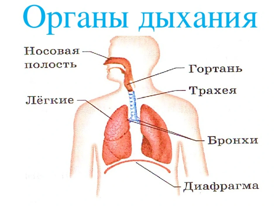 Дыхание и память читать. Органы дыхательной системы человека рисунок. Система дыхания человека схема 3 класс. Строение дыхательной системы человека для детей. Органы дыхания человека схема для детей.