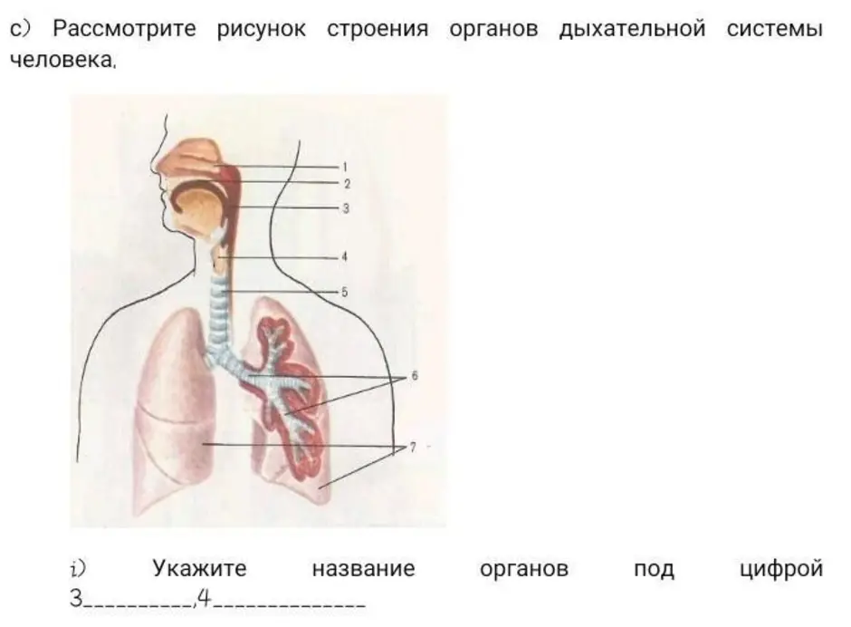 Рассмотри рисунок укажи название органов указанных. Строение дыхательной системы человека схема ЕГЭ. Дыхательная система человека рисунок ЕГЭ. Строение дыхательной системы ЕГЭ. Дыхательная система под цифрами.