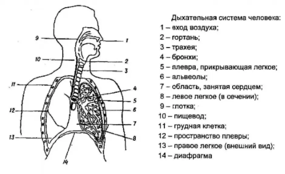 Схема легочного дыхания