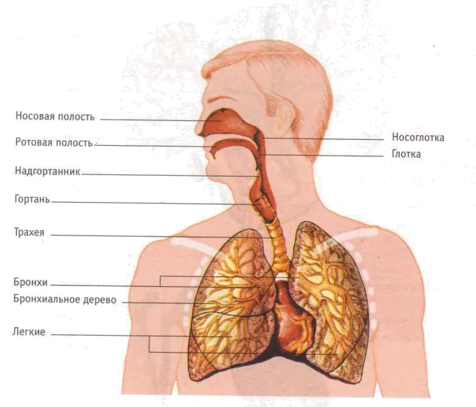 Путь воздуха в организм человека. Органы дыхательной системы человека схема. Дыхательная система полость носа гортань трахея бронхи. Строение органов дыхательной системы трахея. Схема строения органов дыхательной системы.