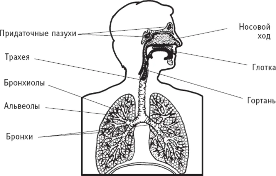 Воздух поступает. Строение дыхательной системы человека чб. Схема строения дыхательной системы. Дыхательная система схема с подписями. Строение дыхательной системы рисунок.