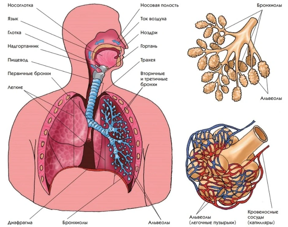Глоток простой. Система органов дыхания схема. Строение системы органов дыхания человека. Органы дыхательной системы схема. Состав дыхательной системы человека схема.