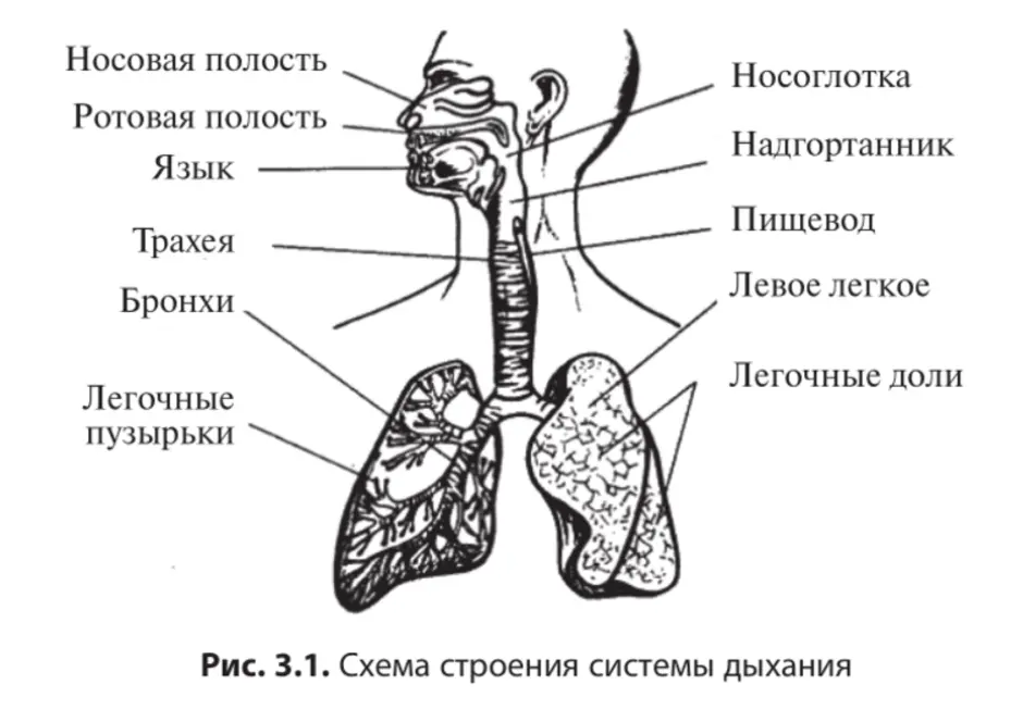 Выберите три верно обозначенные подписи к рисунку на котором изображена система органов дыхания