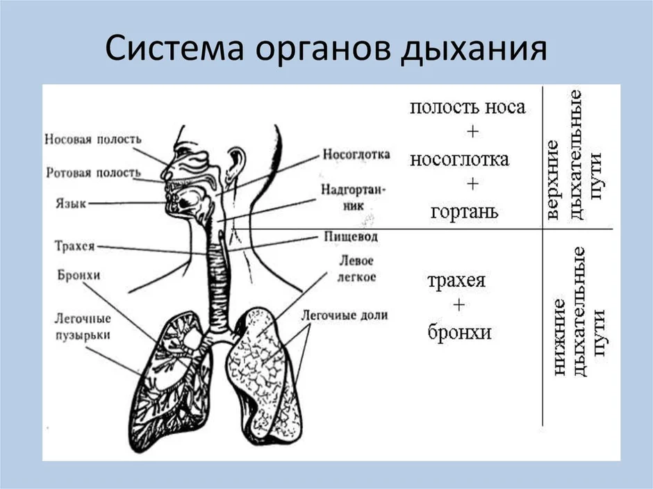 Какой орган человека обозначен на рисунке цифрой 4