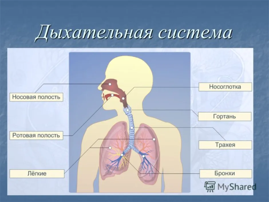 Органы дыхания в картинках для детей