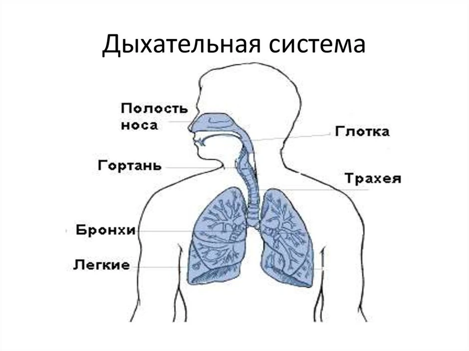 Схема строения органов дыхания