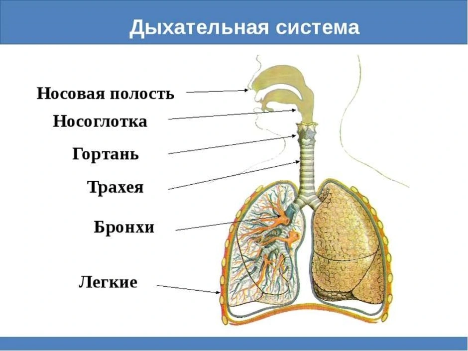 Правильная схема дыхательной системы