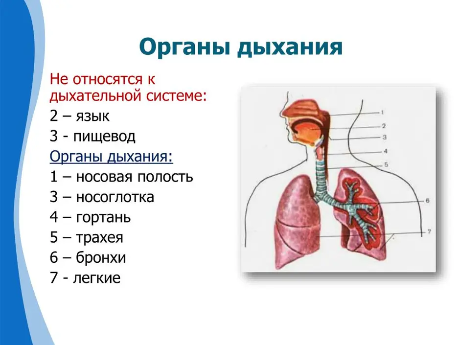 Выберите три верно обозначенные подписи к рисунку на котором изображена система органов дыхания