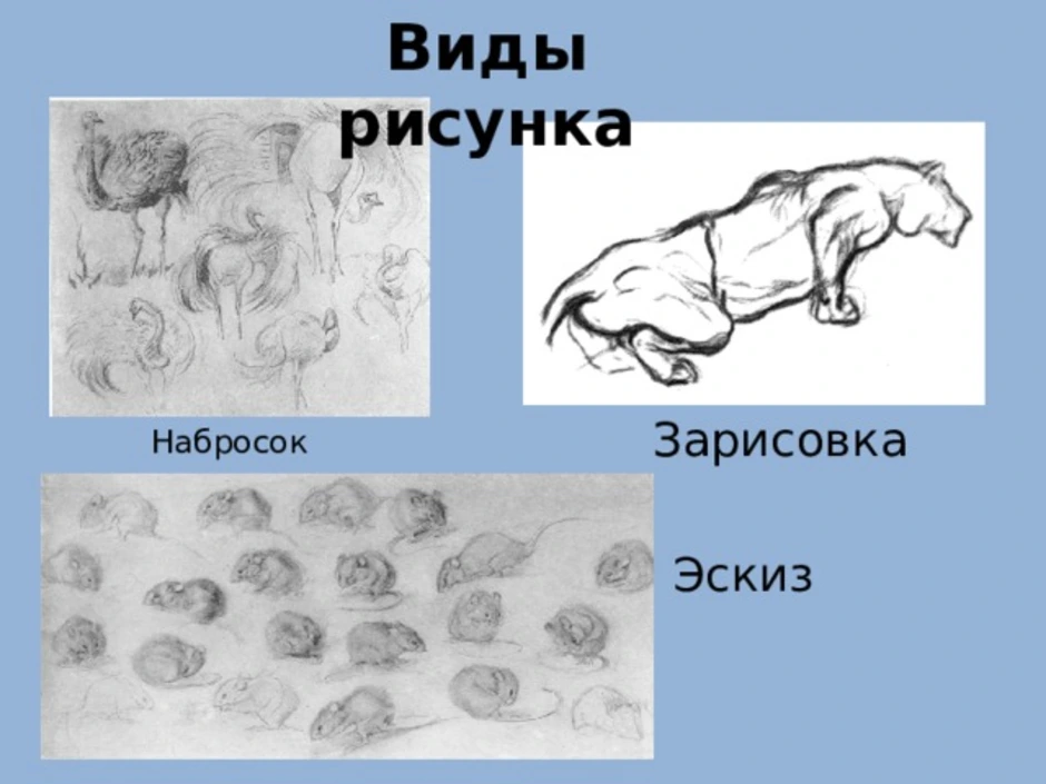 Вид рисунка название. Виды рисунков. Виды рисунка набросок зарисовка. Основные виды рисунка. Какие есть виды рисунков.