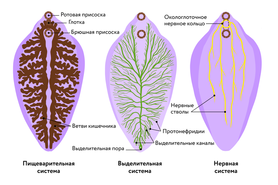 Схема строения сосальщика