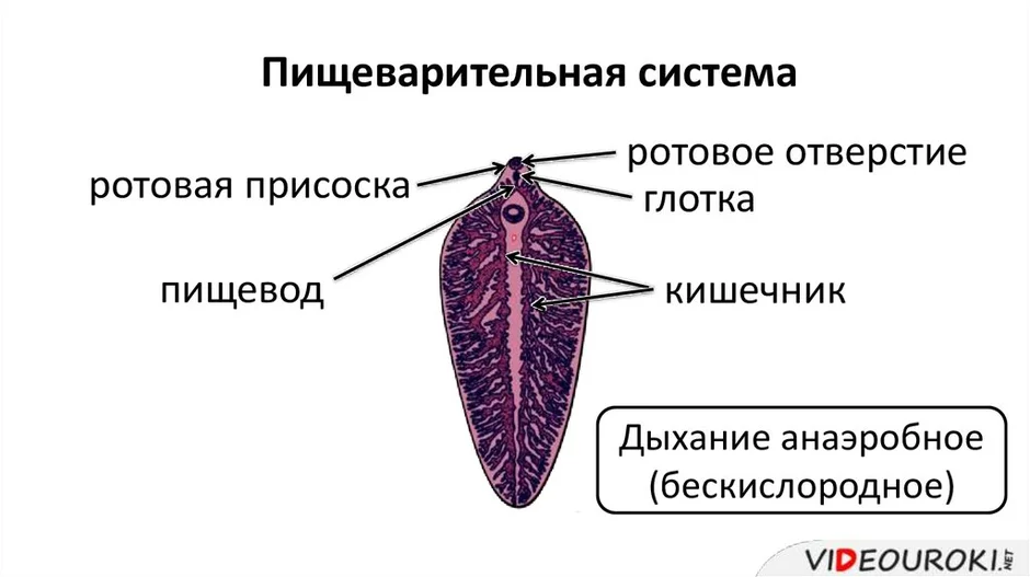 Схема строения сосальщика