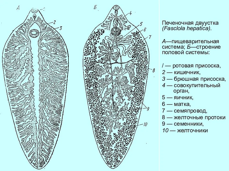 Выделительная система печеночного сосальщика рисунок