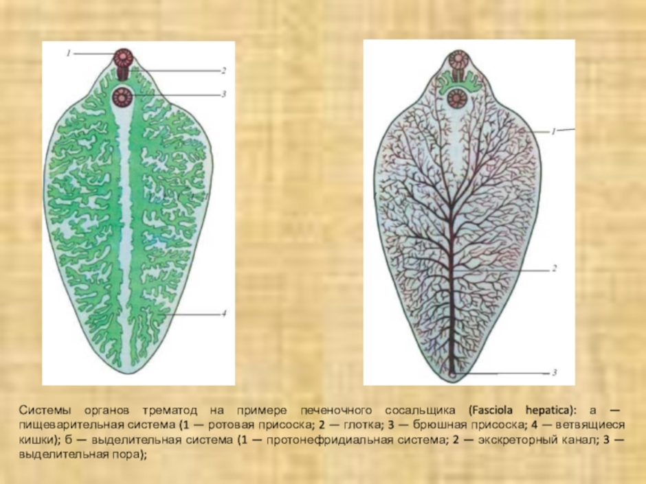 Печеночный сосальщик рисунок. Выделительная система печеночного сосальщика. Выделительная система печеночной двуустки. Строение выделительной системы печеночного сосальщика. Пишеварительная система печеночного сосальщика.