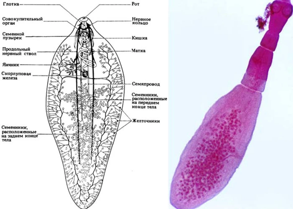 Печеночный сосальщик строение рисунок