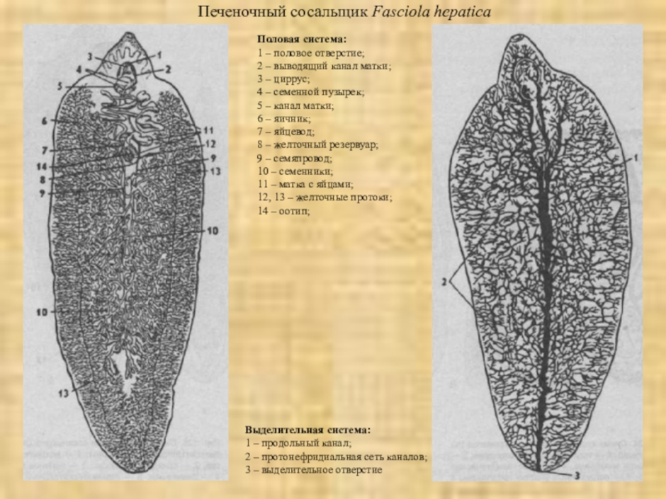 Выделительная система печеночного сосальщика рисунок