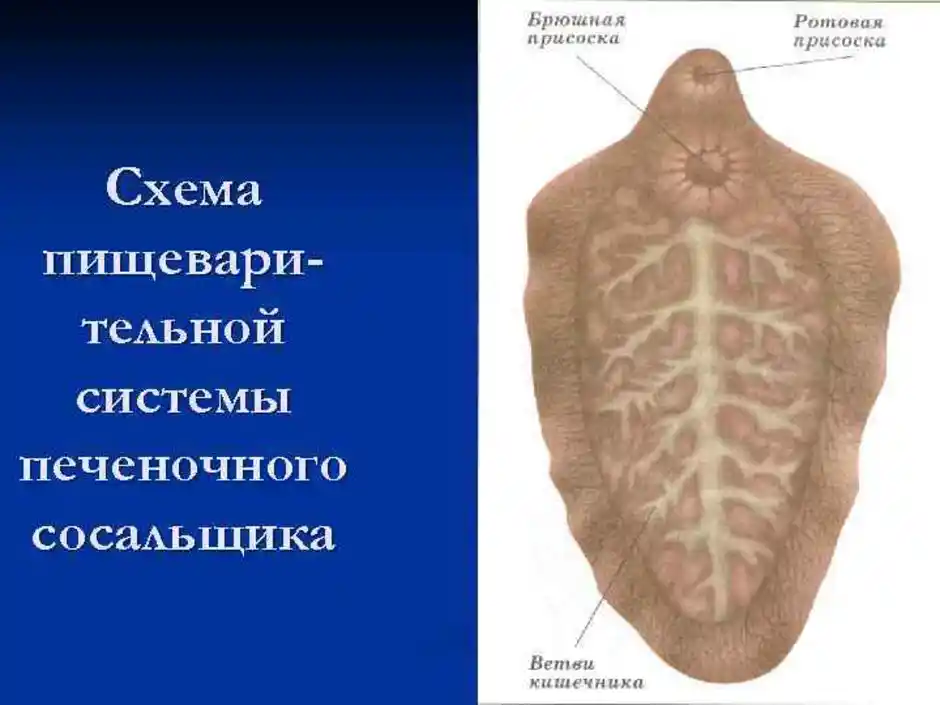 Системы печеночного сосальщика. Пищеварительная система печеночного сосальщика. Системы органов печеночного сосальщика. Печёночный сосальщик органы чевст. Печёночный сасальщик органы чувств.