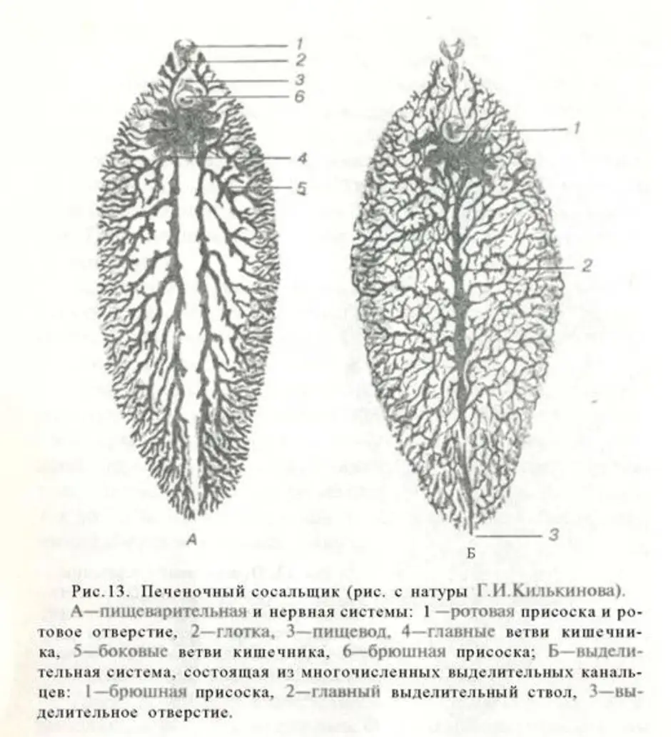 Печеночный сосальщик рисунок с обозначениями