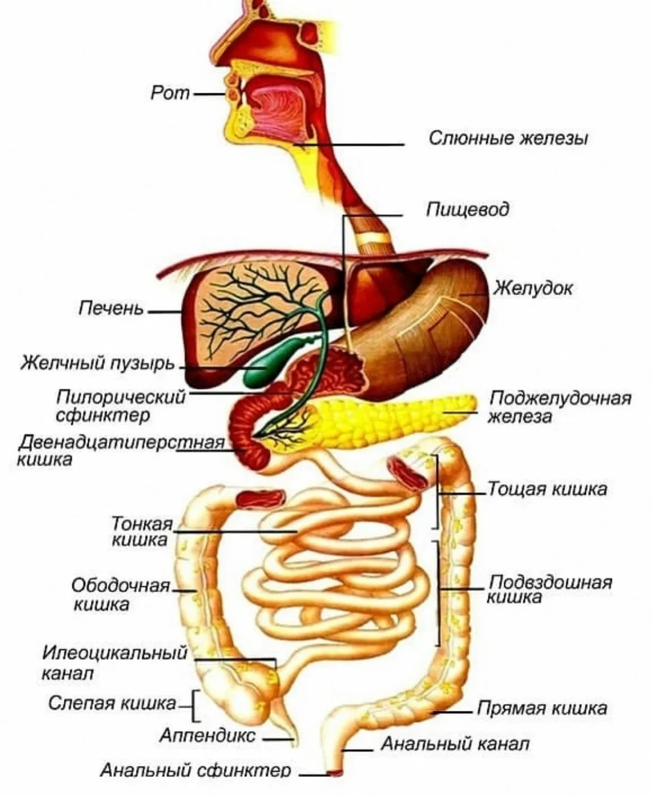 Пищеварительная система рисунок анатомия