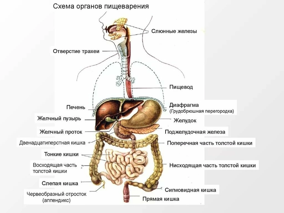 Пищеварительный тракт картинки