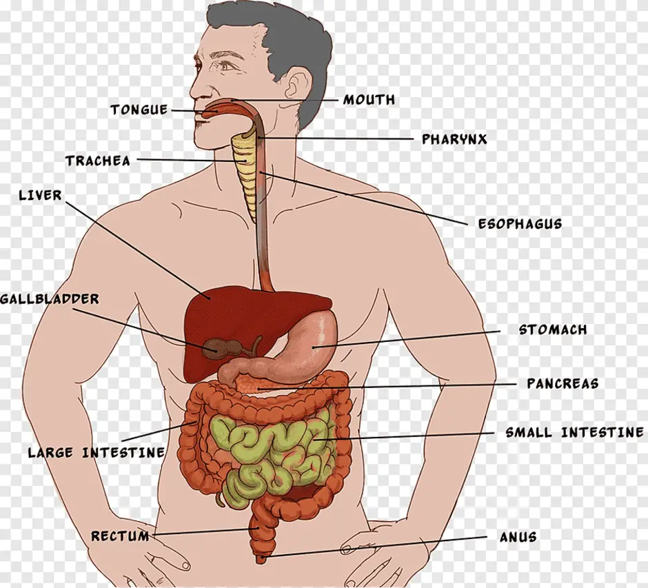 Пищеварительный тракт картинки