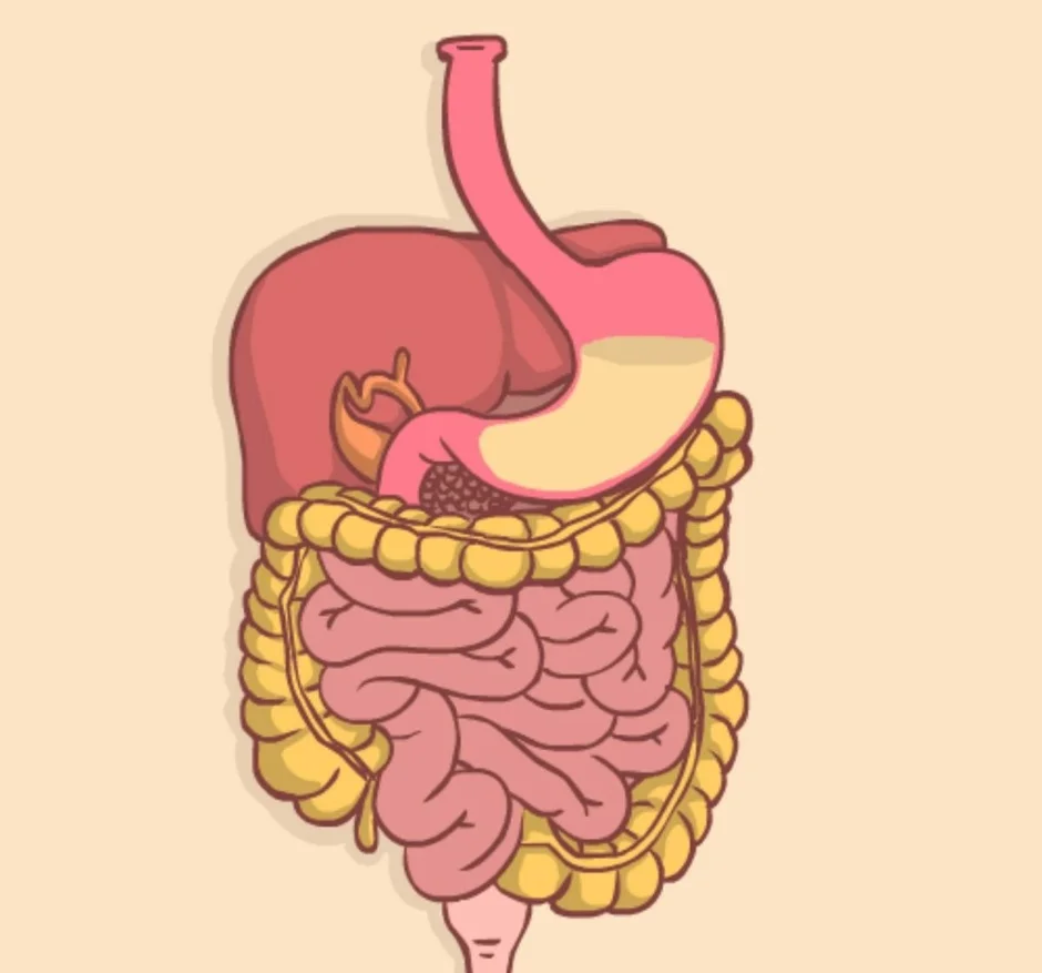 Желудок и кишечник человека в картинках
