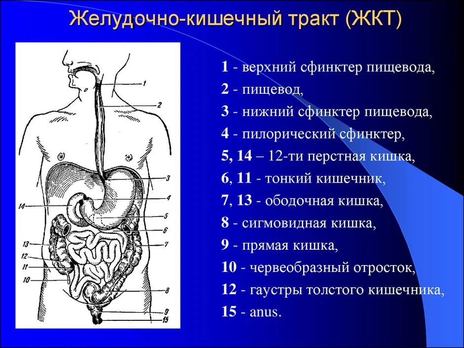 Строение желудочно кишечного тракта человека схема с названиями