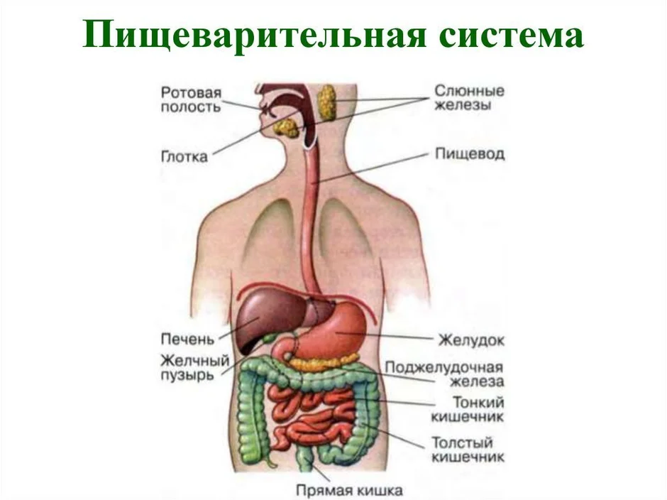 Схема передвижения пищи по пищеварительному тракту