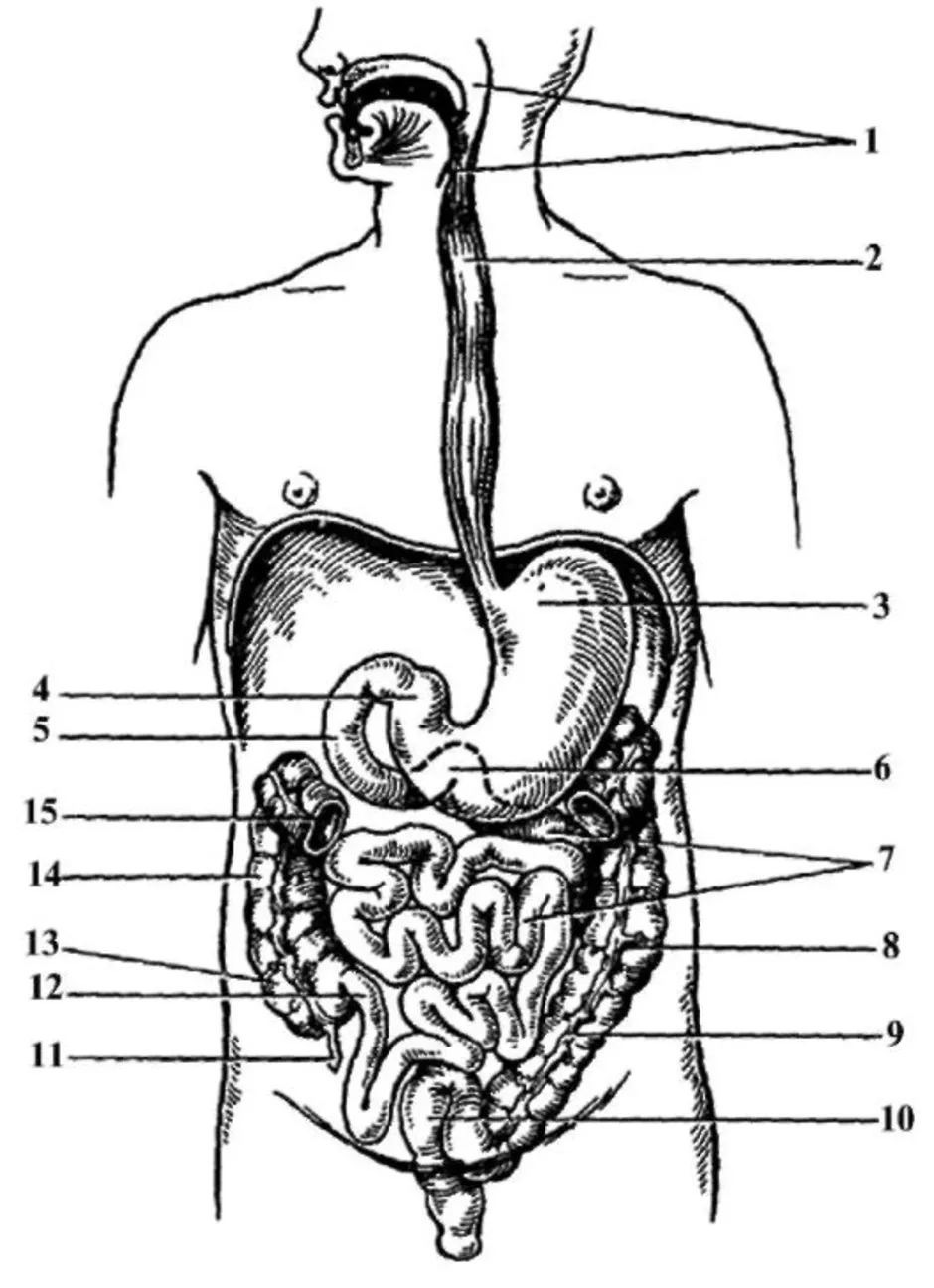 Изображения систем органов человека. Схема желудочно-кишечного тракта. Строение органов пищеварительной системы. Система пищеварения схема. Система ЖКТ человека схема.