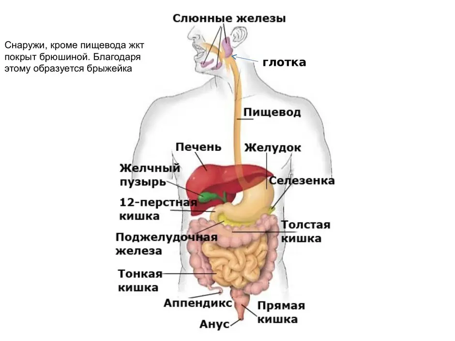 Рисунок желудочно кишечного тракта человека