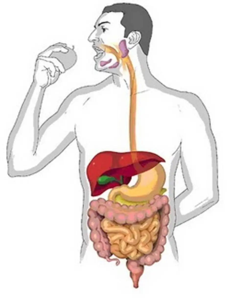Нарисовать желудочно кишечный тракт