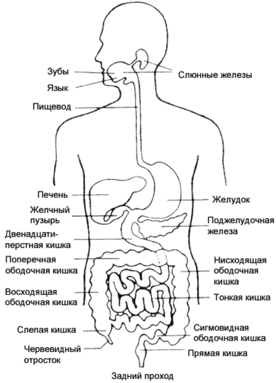 Схема пищевого тракта. ЖКТ строение схема. Строение органов желудочно-кишечного тракта. Строение органов желудочно кишечного тракта человека.