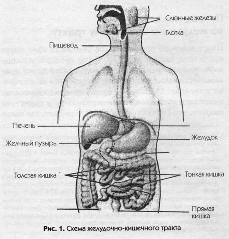 Пищевод желудок желчный пузырь. Схема желудочно-кишечного тракта. Пищевой тракт человека схема. Тракт ЖКТ желудочно-кишечный схема. Желудочно кишечный тракт это пищеварительная система.
