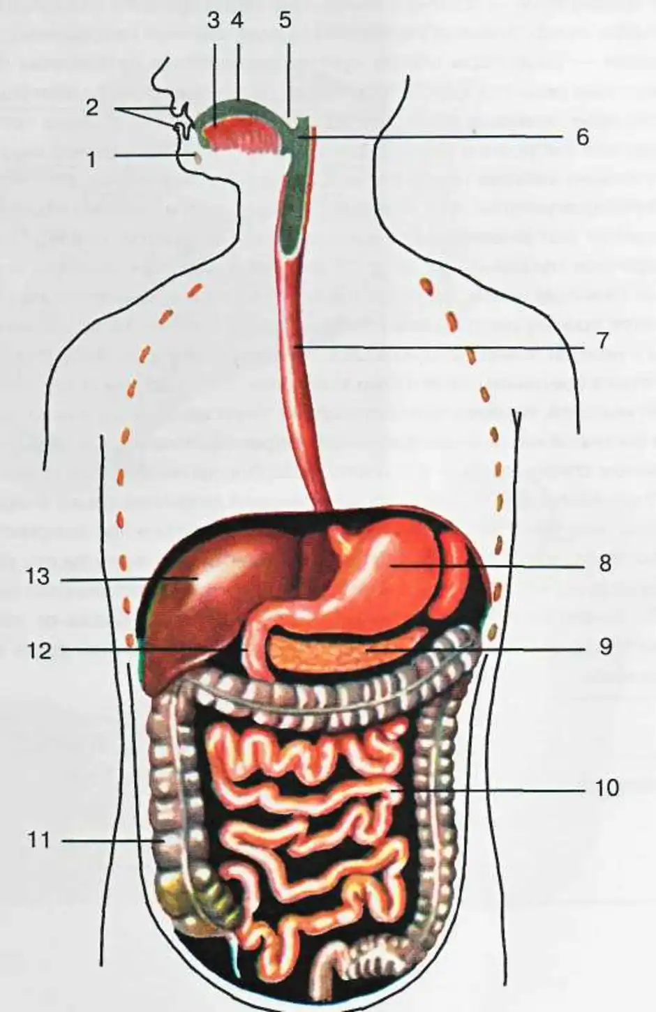 Пищеварительная система человека строение картинки