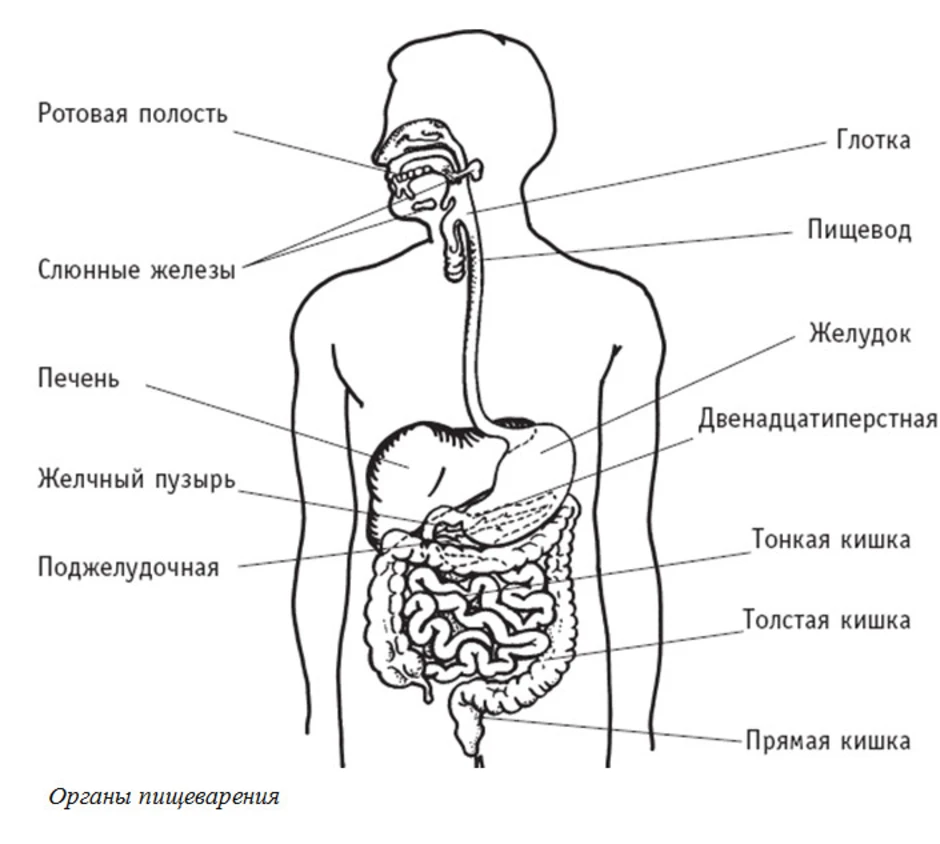 Картинка пищеварительная система человека