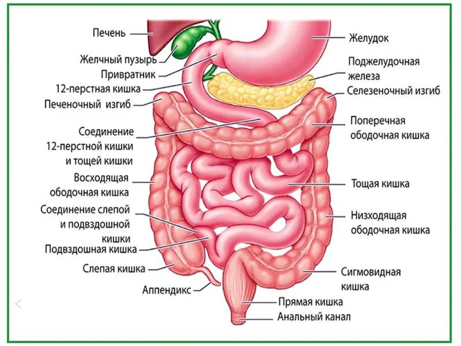 Схема жкт корнилова