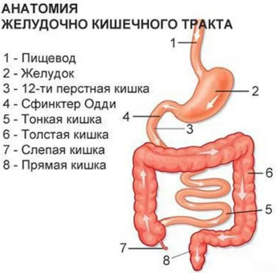 Из каких отделов состоит пищеварительный тракт. Строение желудка и двенадцатиперстной кишки и кишечника. Строение желудочно-кишечный тракт человека анатомия. Желудочно-кишечный тракт человека схема. Последовательность отделов желудочно-кишечного тракта.
