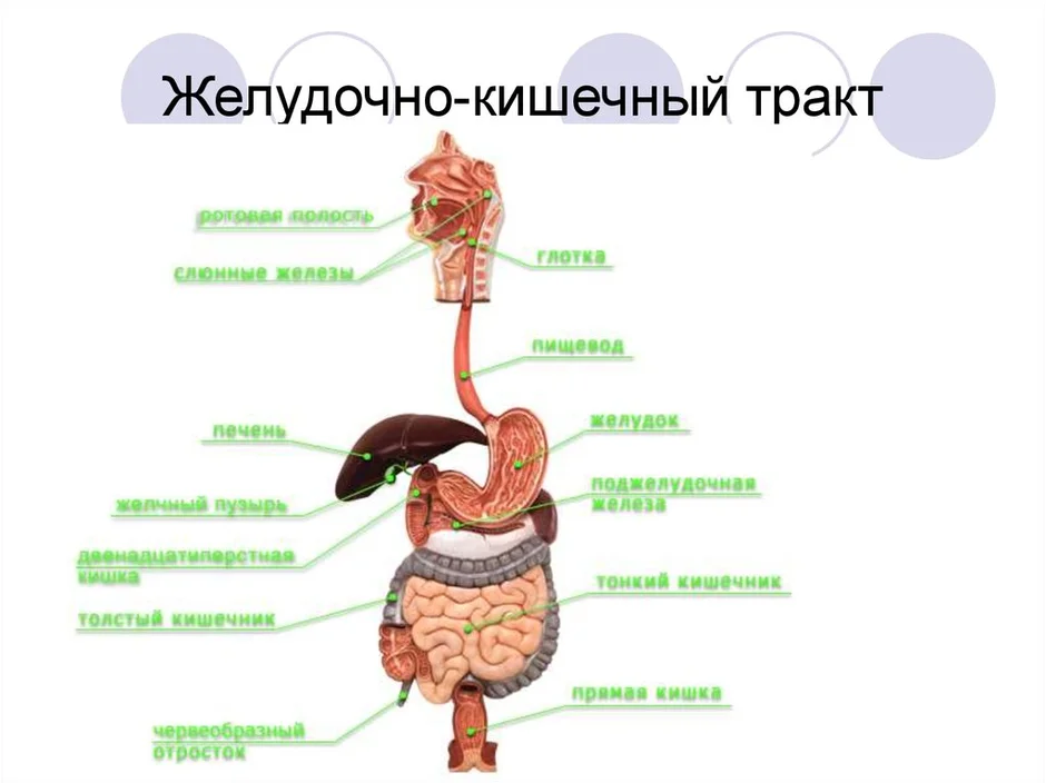 Строение пищеварительной системы человека в картинках