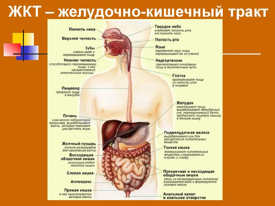 Пищеварительный тракт картинки