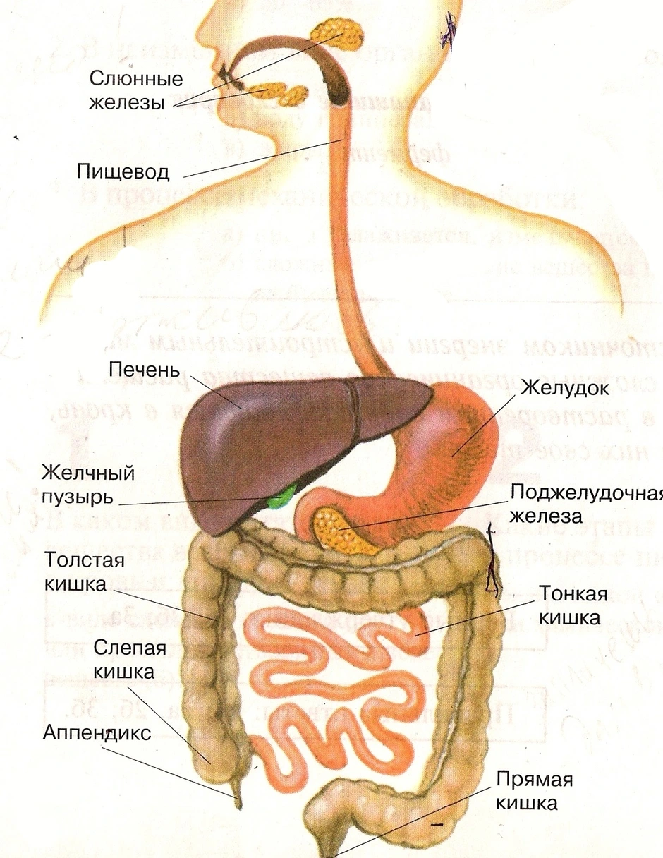 Схема переваривания пищи