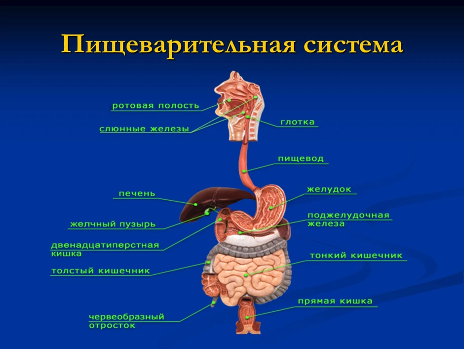 Презентация пищеварительная система 8 кл