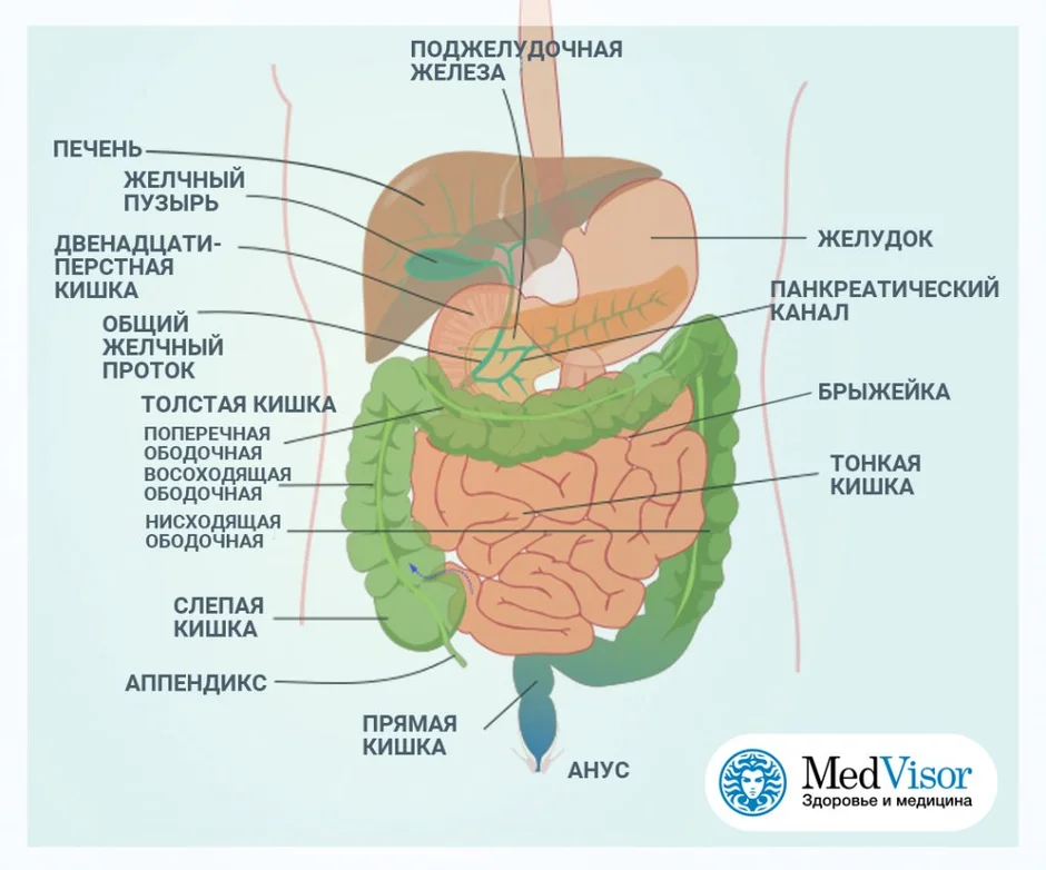 Жкт человека в картинках с подписями анатомия внутренние органы