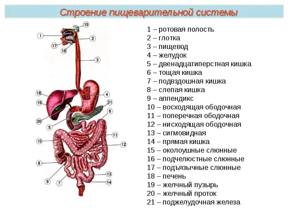 Пищеварительная система схема анатомия