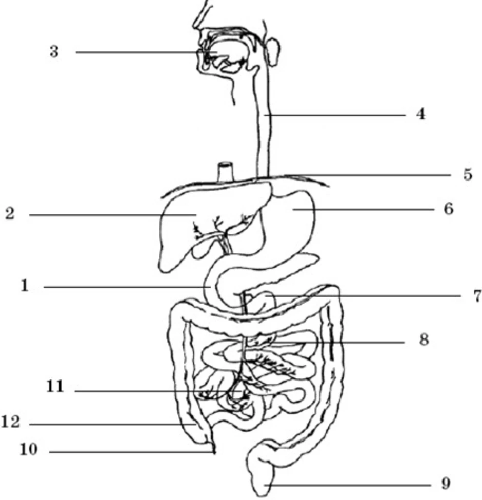 Схема пищеварительного тракта