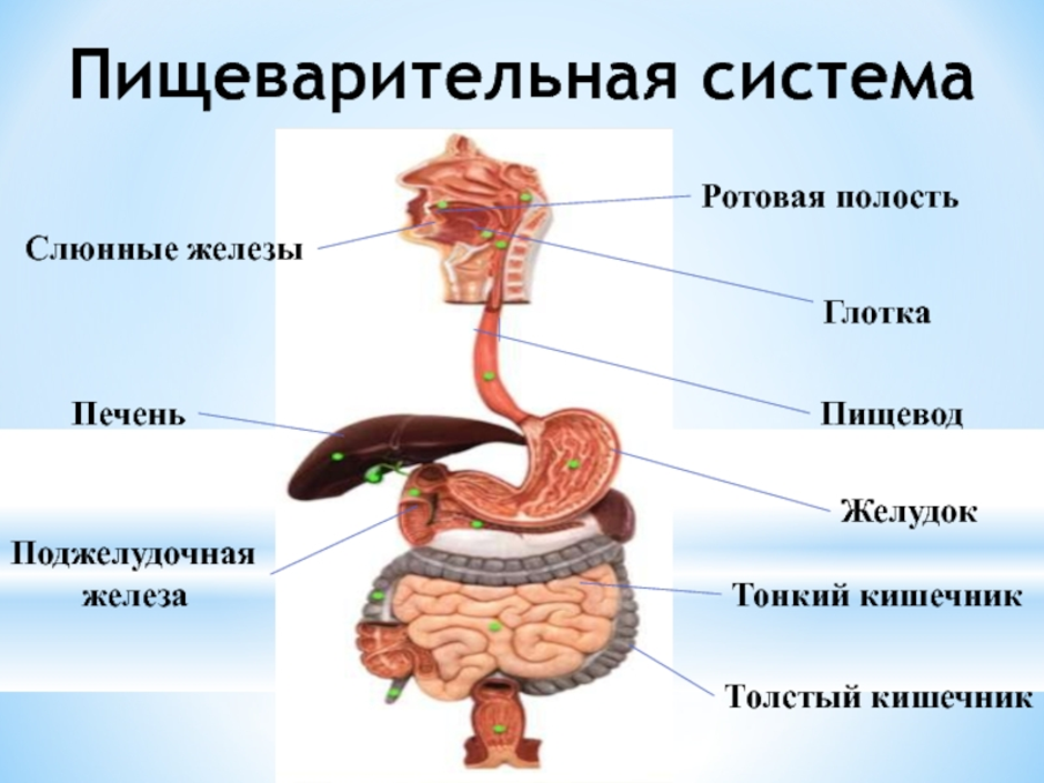 Общий план строения пищеварительного канала